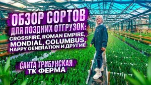 СОРТА ДЛЯ ПОЗДНИХ ОТГРУЗОК. ОБЗОР.