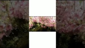 Кхокха Межидова 🌹 Зама