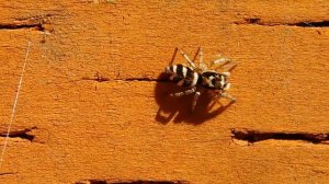 Zebra Jumping Spider