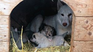 Первый актив щенков