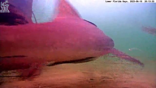 Florida Keys Shark + Grouper on #VivaTheKeys #Livestream смотреть онлайн