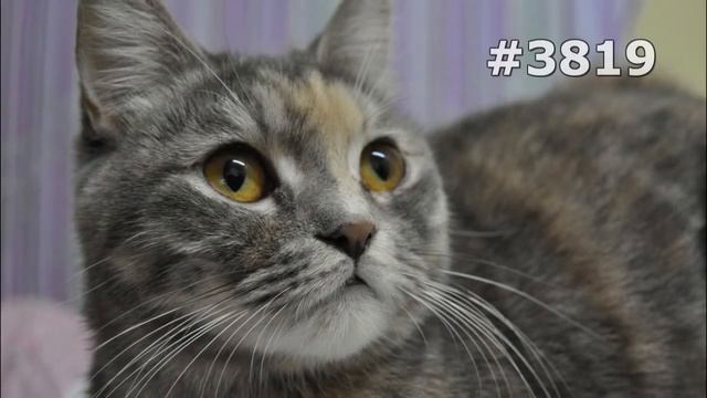 #3819. Коты (В мире животных) смотреть онлайн