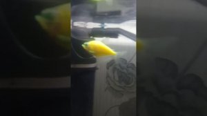 все типы наших рыб