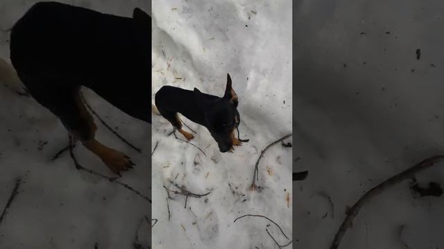 Где барсук?))) смотреть онлайн