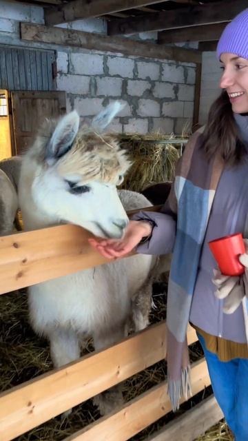 Ферма Альпак 🦙 КРУПНЕЙШАЯ в Эстонии ферма по разведению Альпак!