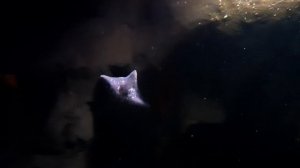 Bat Star (Patiria miniata)