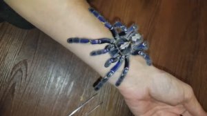 BEAUTIFUL BLUE TARANTULA! Poecilotheria metallica (Gooty Sapphire Ornamental)