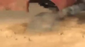 Смешной МУЛЬТИК ПРО БОБРА  Мульт Фильм DISNEY