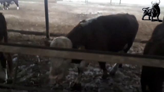 🐄Diqqat! Sotiladi! Yetilgan Buqalar. Trik vazni 600-700 kg atrofi. soni 150 tadan ko'p. Онлайн савд