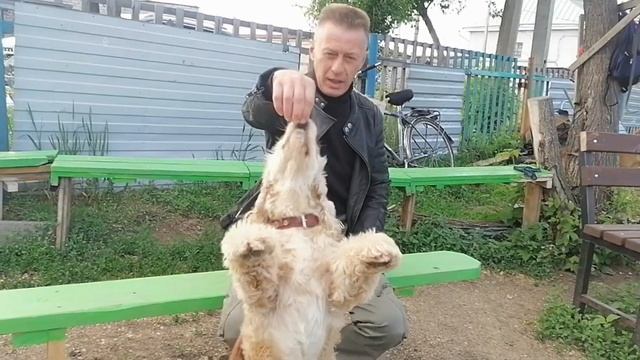 Клуб собаководов «Лидер Дог» 28 мая 2024 г