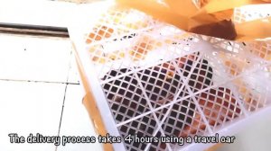 Unboxing Mistery Box || Unboxing Newborn Baby Monkey Pig Tail Very Cute and Adorable || monpai