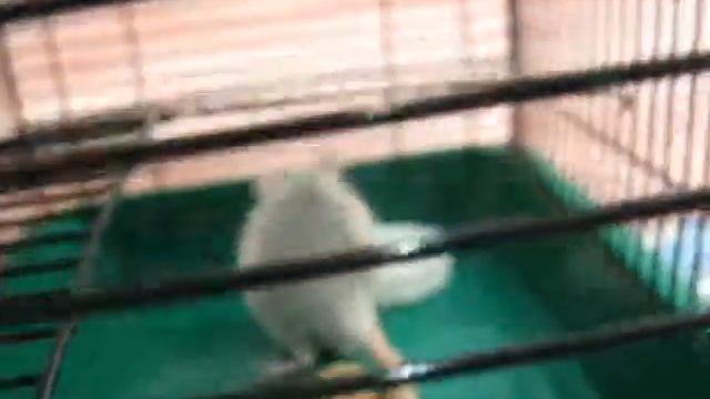 Любопытная крыска Мила смотреть онлайн