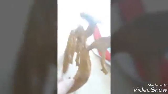 Никита показывает дракона смотреть онлайн