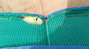 Гусеница на Тьме