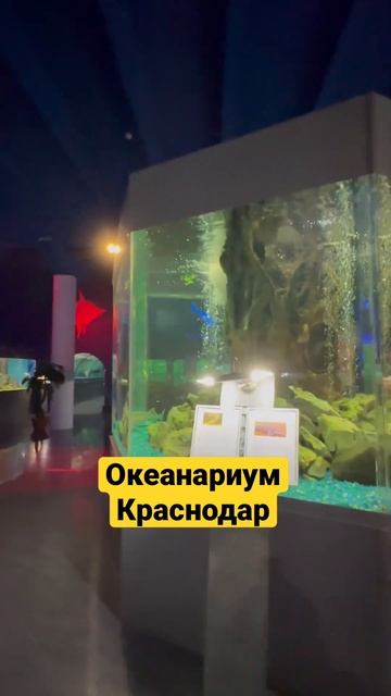 Океанариум Краснодар #обзоркраснодар #краснодаробзор #обзоргорода #блогеркраснодар #краснодар
