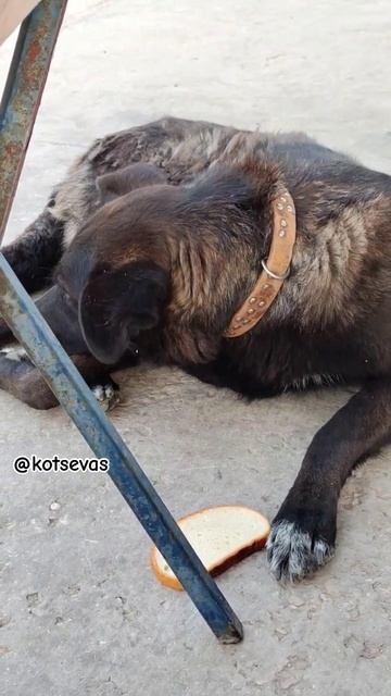 Собакен отдыхает)