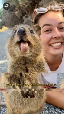 Hewan lucu, suka senyum. saingan nya capybara‼️#shorts #alam