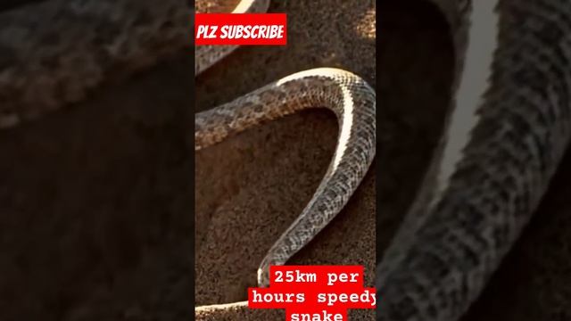 25 km per hours ki speed se chalne wla sanp смотреть онлайн