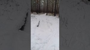 Самодельный гусеничный вездеход и квадроцикл