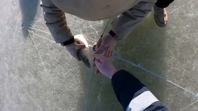 Я болдею от этой снасти, почему же раньше я не знал.#рыбалка #fishing #낚시 #carpfishing #паукподъемни
