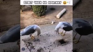 Чайки смеются над критикой