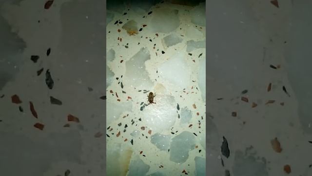 Hormiga negra común atacando a chinche gris.Nysius ericae & Lasius niger. смотреть онлайн