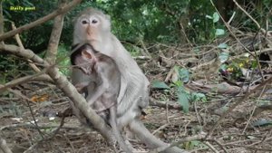 Ava monkey gets tired of poor baby monkey Alex | why mom Ava monkey feeling bored with her baby Ale