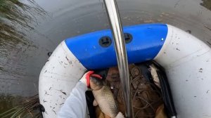 Огромные сазаны выпрыгивают из паука подъёмника.#fishing #рыбалка #낚시 #carpfishing #fish