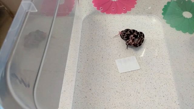 Маисовый Полоз смотреть онлайн