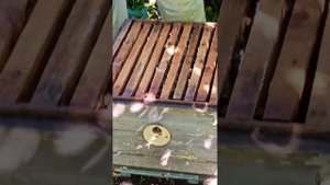 #Посадка роя пчел в улей #пчеловодство
