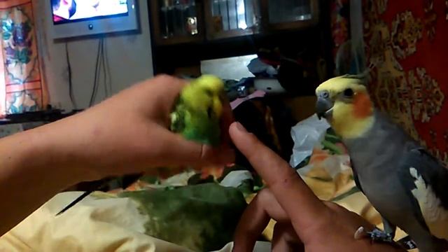 Корелла с волнистым попугаем разговаривают смотреть онлайн