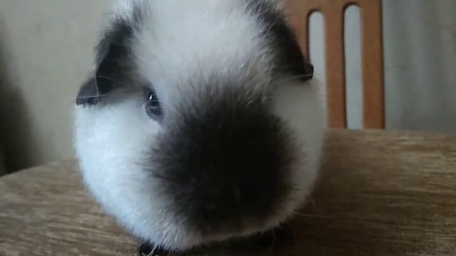 Кто такие морские свинки? Наука от Тучки/Тучка рассказала про себя 😁