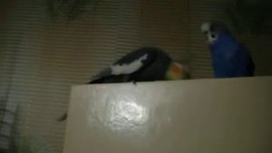 волнистый попугайчик ухаживает за карелой