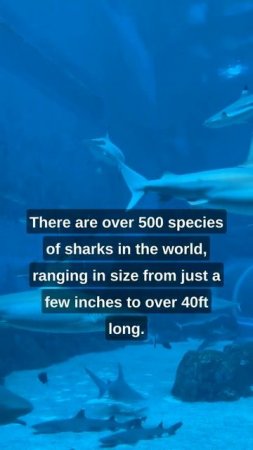 The Jaws of Death: Understanding the Power of Sharks | Psychofacts | Fish Facts #shorts