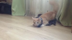 Кошачий дрифт под фонк)