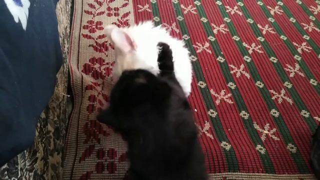 Котики! Это любовь! 😊 смотреть онлайн