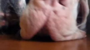 Lets Help Mum in the Kitchen!! Starring Andrew & Olive the two Great Danes!