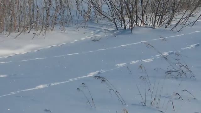 Охота на зайца (2 часть), The hunting of the hare (2 Part) смотреть онлайн