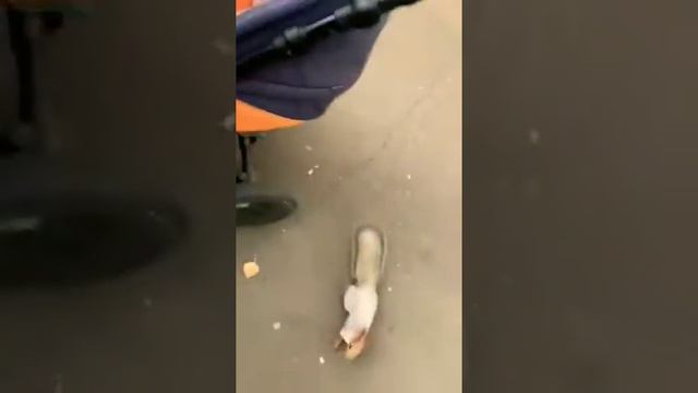 🐿️Игривая Белка любит обнимашки. Москва парк Крылатское смотреть онлайн