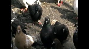 Николаевские голуби г. Павлоград.6.6.2024. Просмотр голубей.