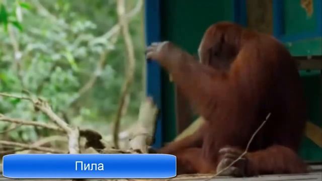 Обезьяна  пилит ветку