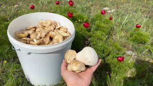 Бесконечные поля пионов и грибов! Грибы в Крыму. Рядовка майская