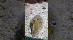 Common Cuttlefish (Sepia officinalis)