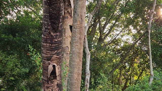 Pica-pau-de-cabeça-amarela e o Marimbondo-tatu. смотреть онлайн