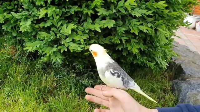 Стрижка газонов недорого.(ювилирная работа🤣) смотреть онлайн