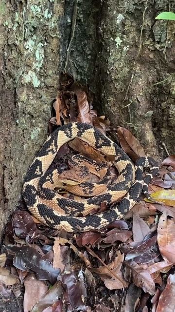 The majestic South American bushmaster, the third longest venomous snake in the world смотреть онлайн