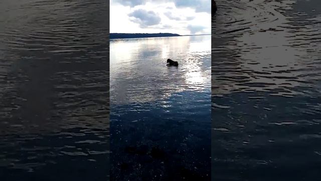 Игры с собакой в Бресте Франция 1 января. Оказалось,что собака ушла из дома аж за 10 км.. смотреть онлайн