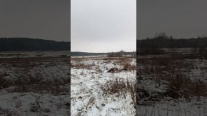Охота на лося с РЕЛ и гончими