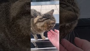 Кот Барсук умер.