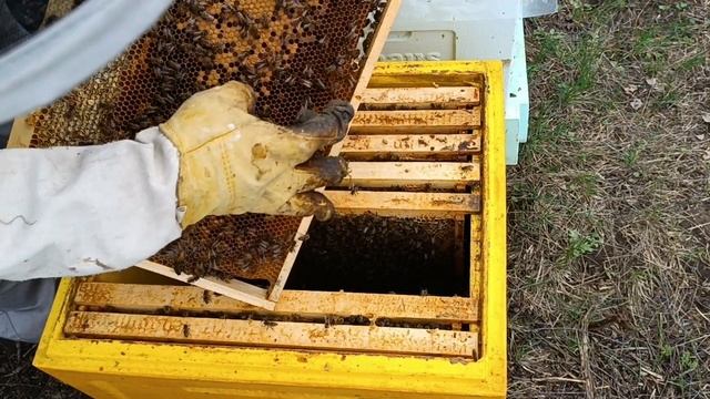 Разговоры ни о чём и Работа с ульем МЕДВЕДЬ. Встретили бобра, ночной переезд смотреть онлайн